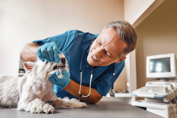 Best After-Hours Emergency Dentist in Denison, TX